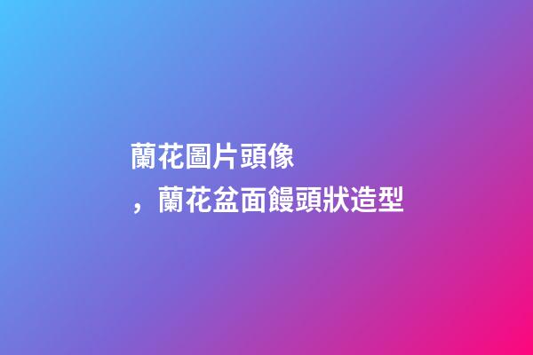 蘭花圖片頭像，蘭花盆面饅頭狀造型